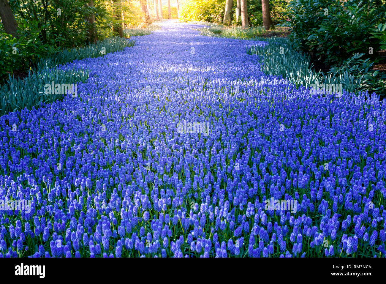 Tulipani e fiori in Olanda, Paesi Bassi Foto Stock