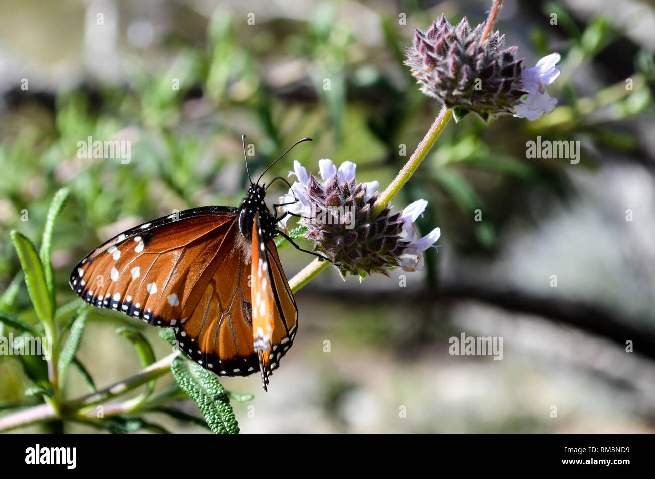 Regina Butterfly (Danaus gilippus) visitando i fiori (Salvia spp.) in La Quinta, CALIFORNIA, STATI UNITI D'AMERICA Foto Stock