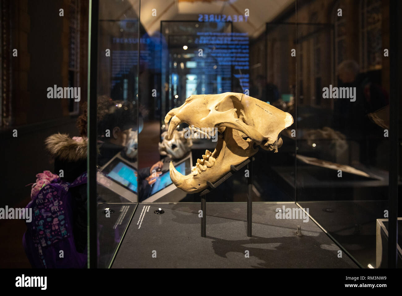 Barberia lion cranio, nel Museo di Storia Naturale di Londra, Regno Unito Foto Stock