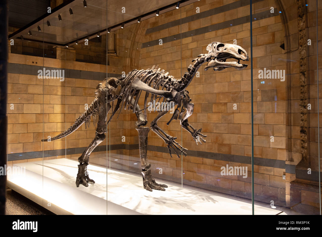 Un fossile di dinosauro scheletro nel Museo di Storia Naturale di Londra, Regno Unito Foto Stock