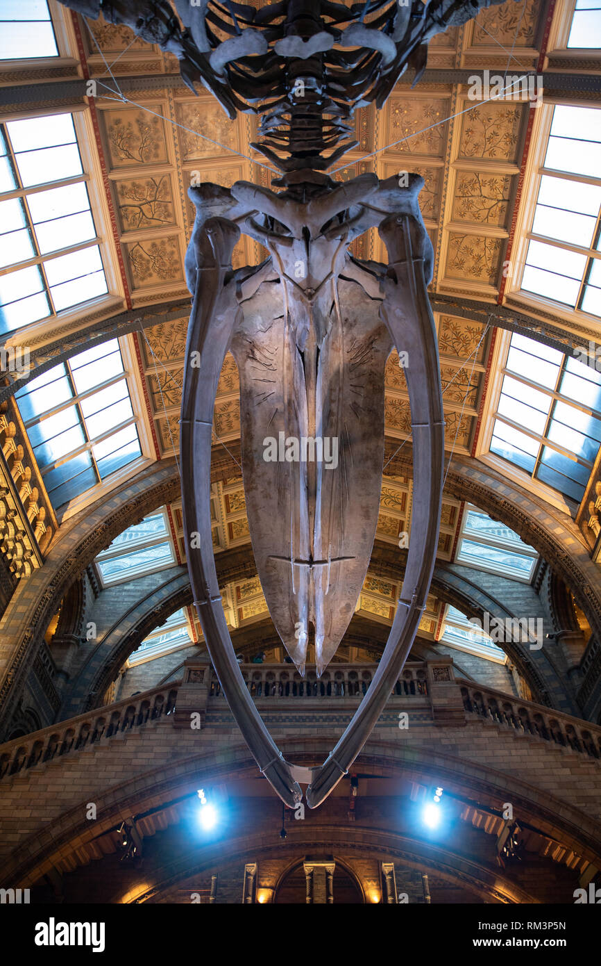 Il Museo di Storia Naturale di Londra, Regno Unito Foto Stock