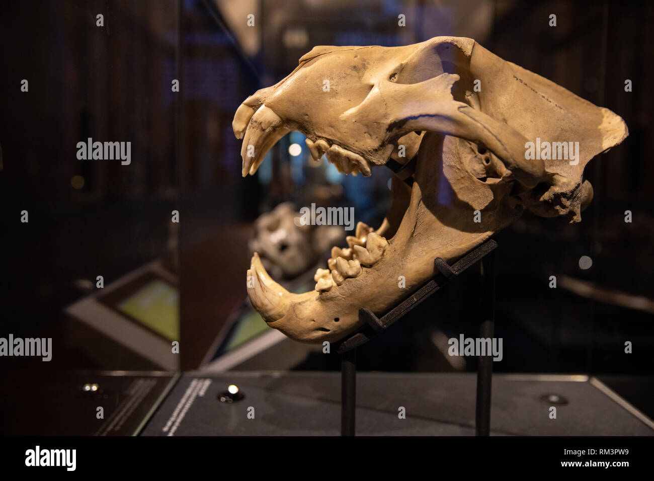 Barberia lion cranio, nel Museo di Storia Naturale di Londra, Regno Unito Foto Stock