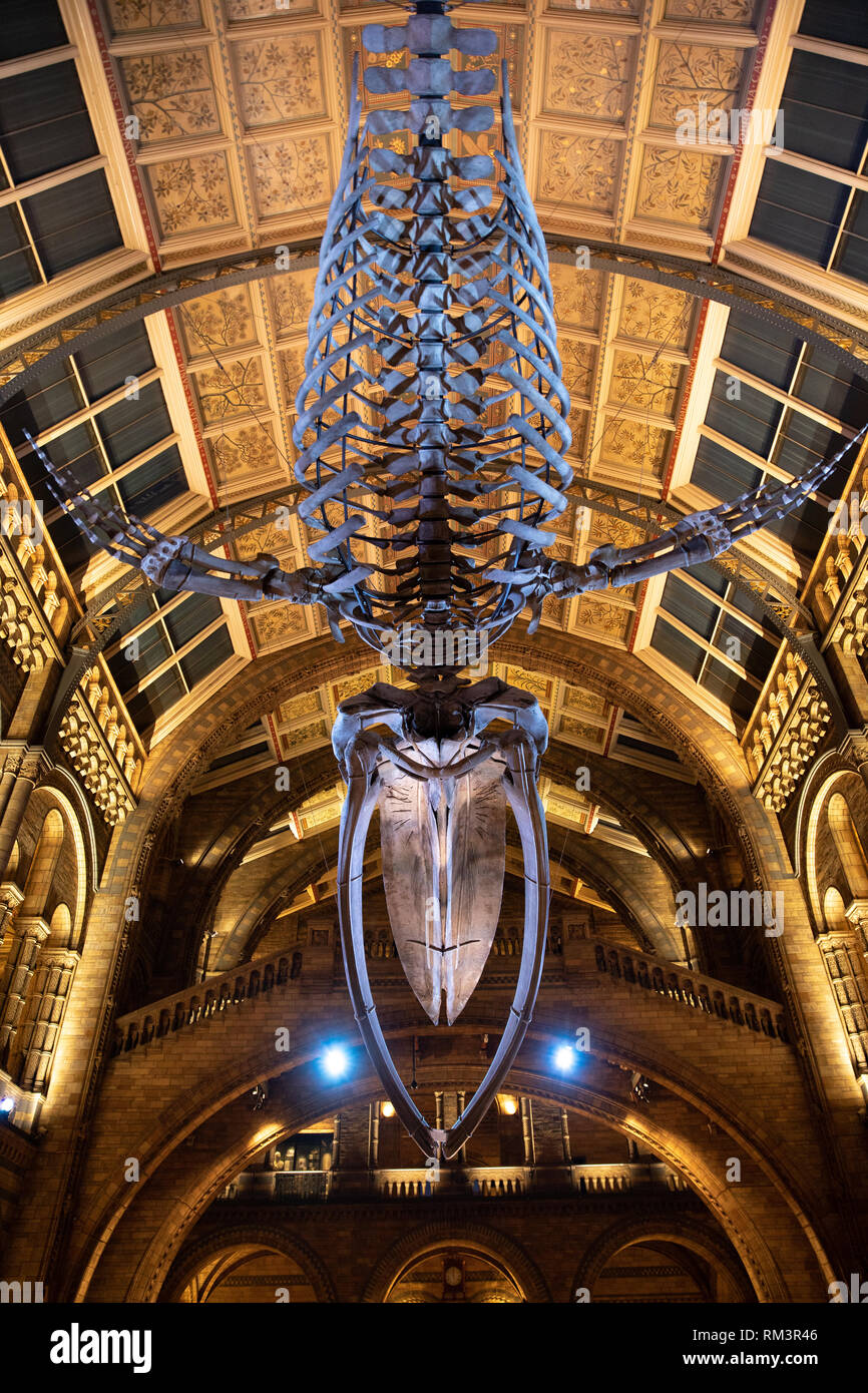 Il Museo di Storia Naturale di Londra, Regno Unito Foto Stock