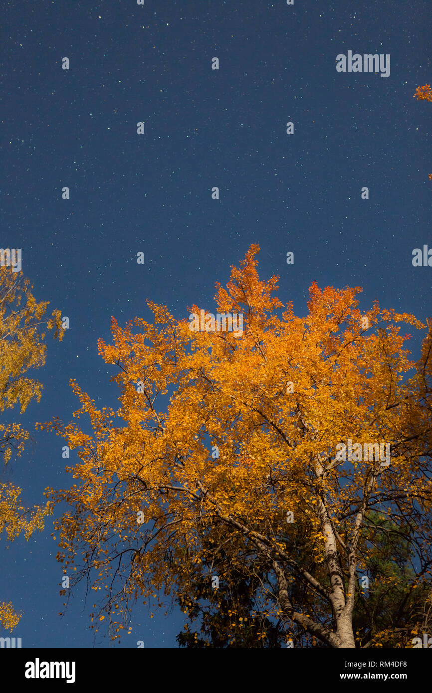 Struttura di colore giallo e il cielo stellato di notte di autunno Foto Stock