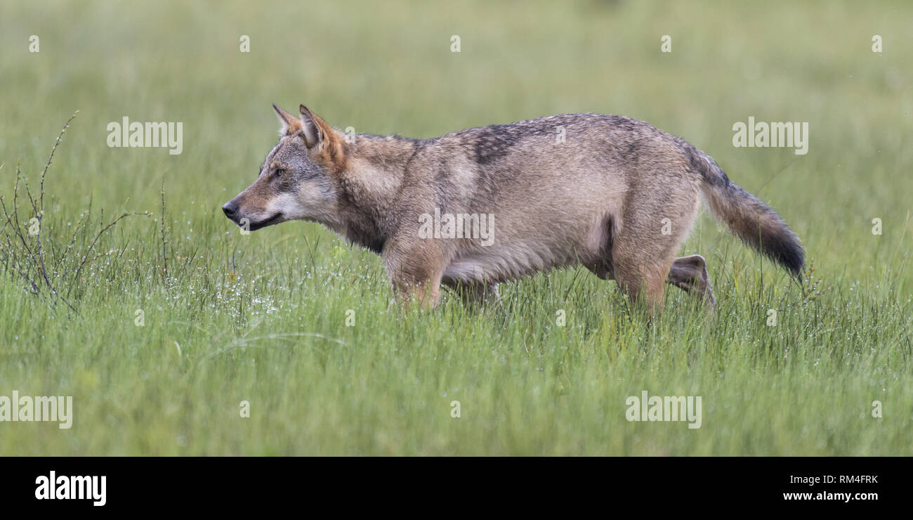 Lupo (Canis lupus) in pascolo, suomussalmi, regione di Kainuu, Finlandia Foto Stock