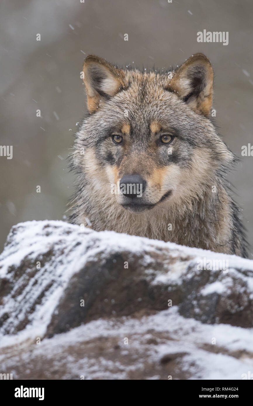 Lupo (Canis lupus) in inverno, Neuhaus, Bassa Sassonia, Germania Foto Stock