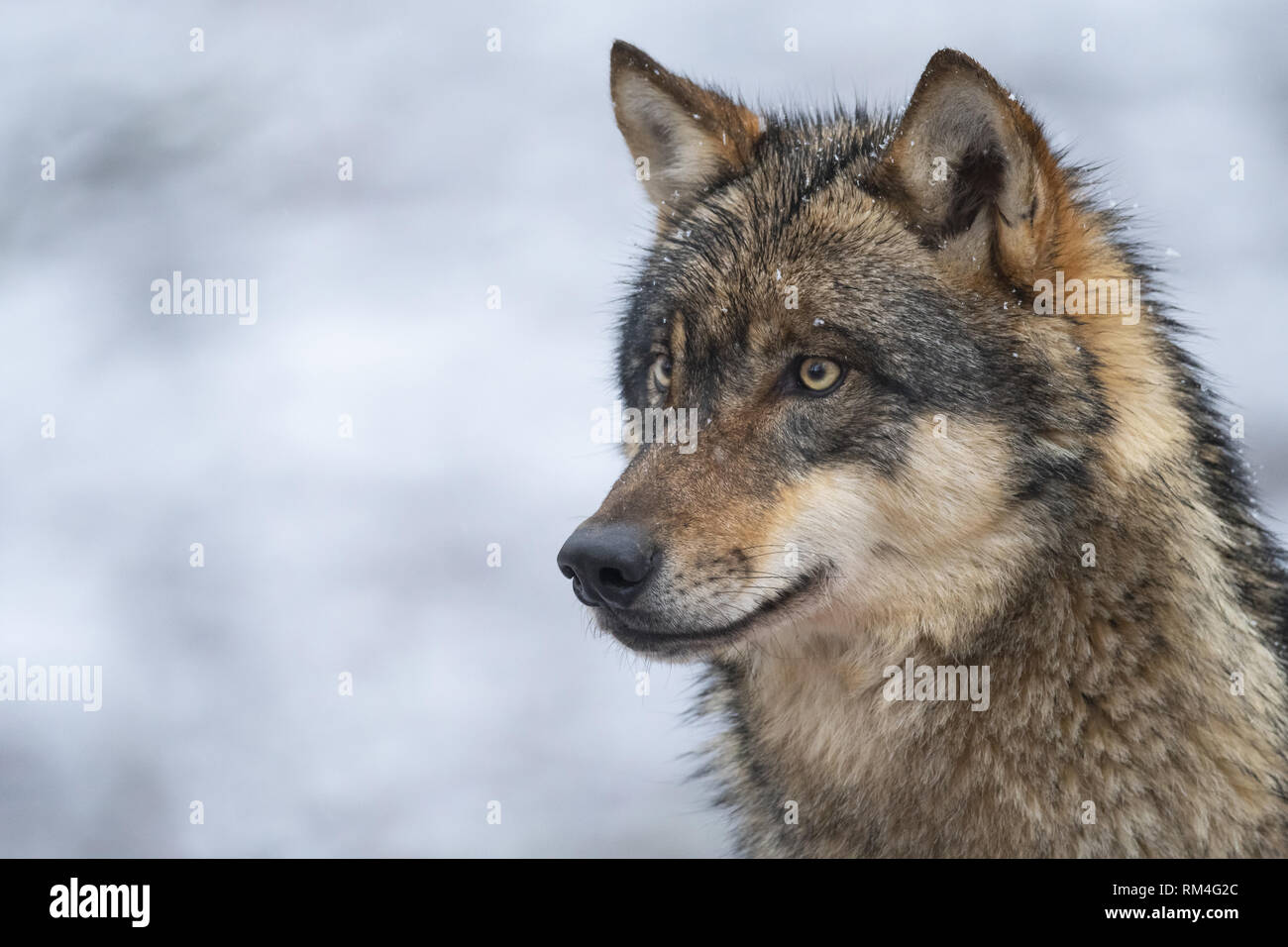 Lupo (Canis lupus) in inverno, Neuhaus, Bassa Sassonia, Germania Foto Stock