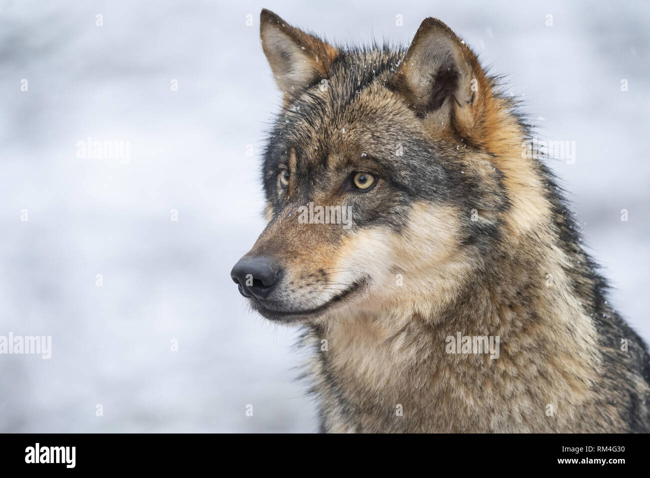 Lupo (Canis lupus) in inverno, Neuhaus, Bassa Sassonia, Germania Foto Stock