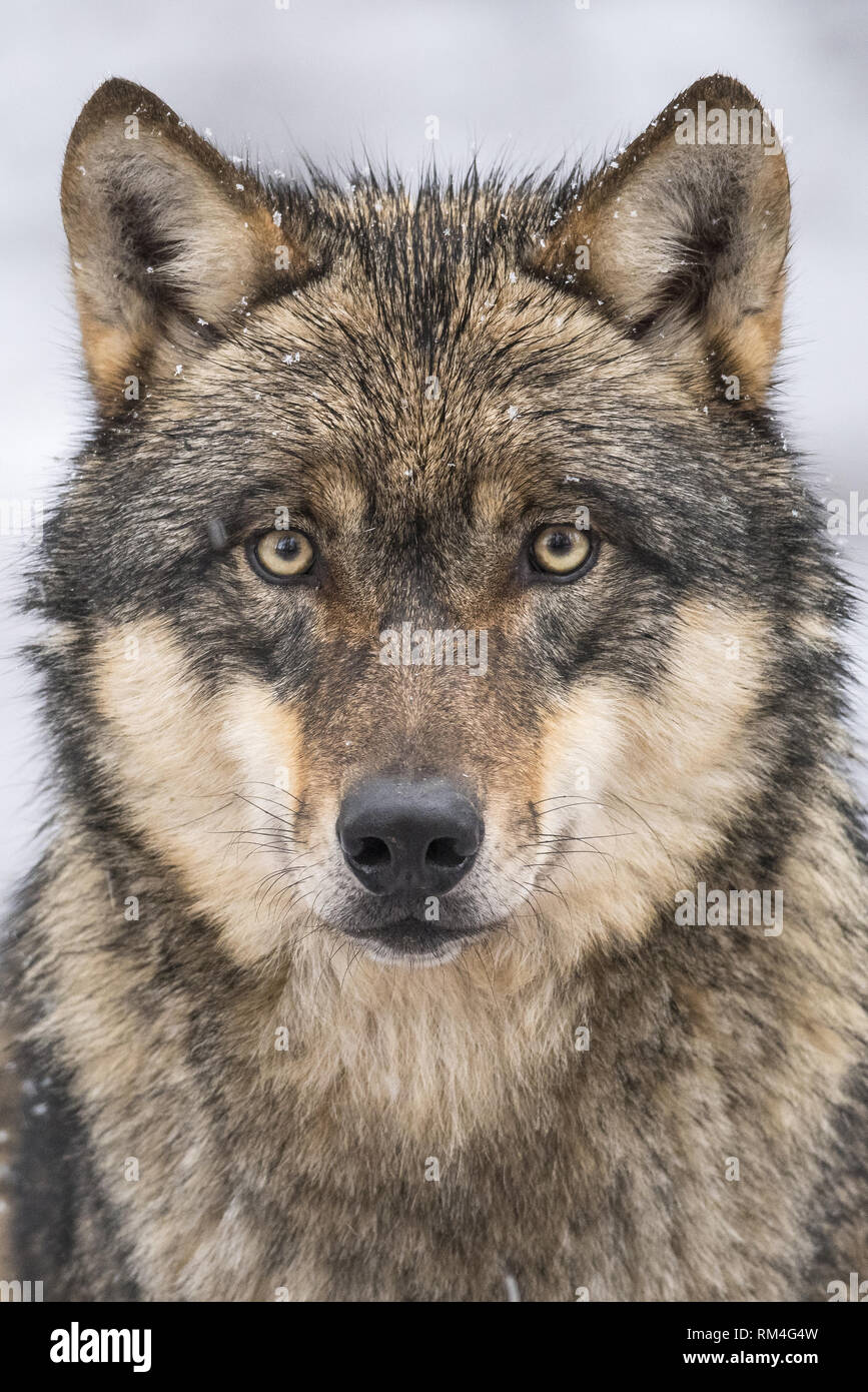 Lupo (Canis lupus) in inverno, Neuhaus, Bassa Sassonia, Germania Foto Stock