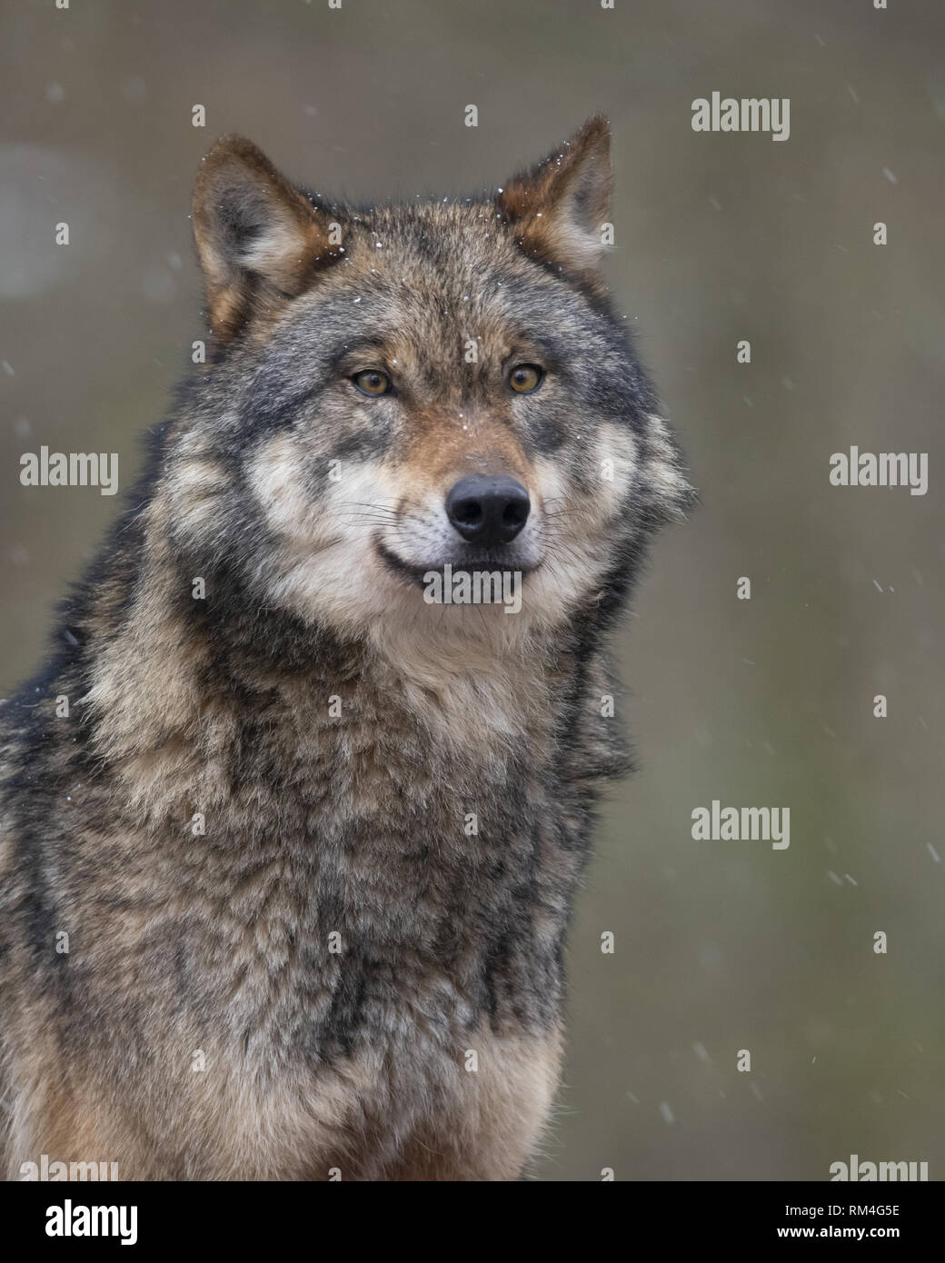 Lupo (Canis lupus) in inverno, Neuhaus, Bassa Sassonia, Germania Foto Stock