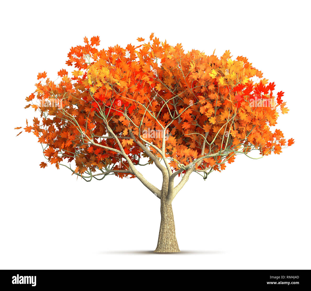 Orange autunno acero isolato 3D illustrazione Foto Stock