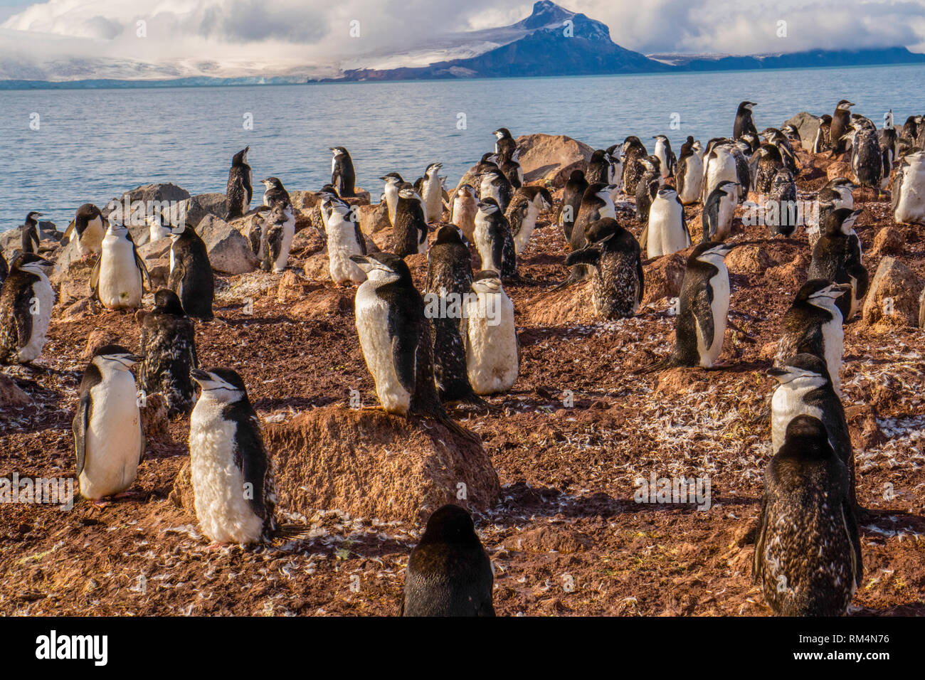 Pinguini Chinstrap (Pygoscelis Antartide). Questi uccelli si nutrono quasi esclusivamente di krill. Essi abitano l'Antartide e Antartico isole. Essi migra Foto Stock