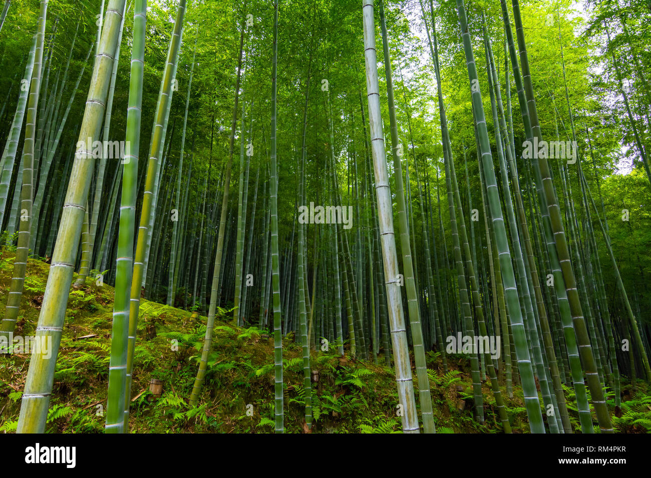 Foresta di Bamboo. Kyoto, Giappone Foto Stock