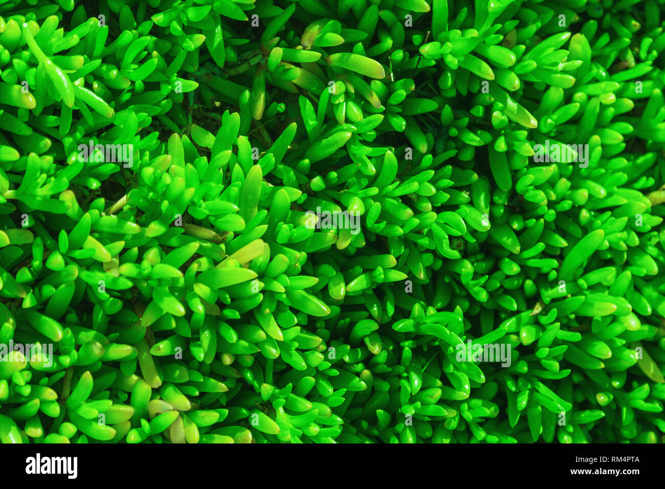 Verde naturale vegetale, sfondo verde brillante picchiettio Foto Stock