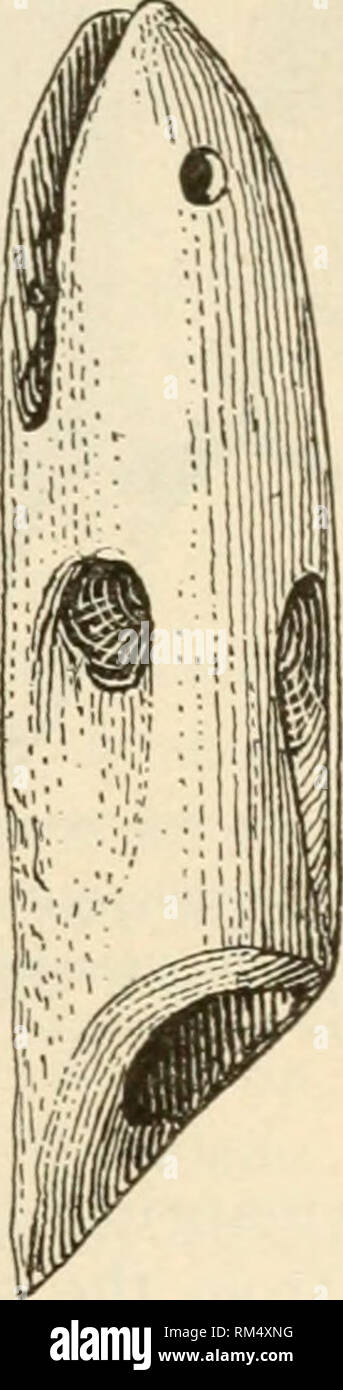 . Relazione annuale del consiglio di amministrazione di Regents dello Smithsonian Institution. Smithsonian Institution; Smithsonian Institution. Archivi; scoperte nel campo della scienza. ABORIGINAL AMERICAN fiocine. 245 Fijf. 26 è una coml)ined toggle e arpione uncinato testa da western Greenhmd (n. 45883, STATI UNITIN.M.), tutti in un unico pezzo di corna. Il corpo è stretta e piatta, parte spugnosa del materiale essendo la parte posteriore dell'attrezzo, mentre il ventre che tiene il ceppo della linea è il disco esterno ]^ortion delle corna. Per una lama, l'estremità anteriore affilata vras ad un punto. Non vi è alcuna prova di una lama metallica Foto Stock