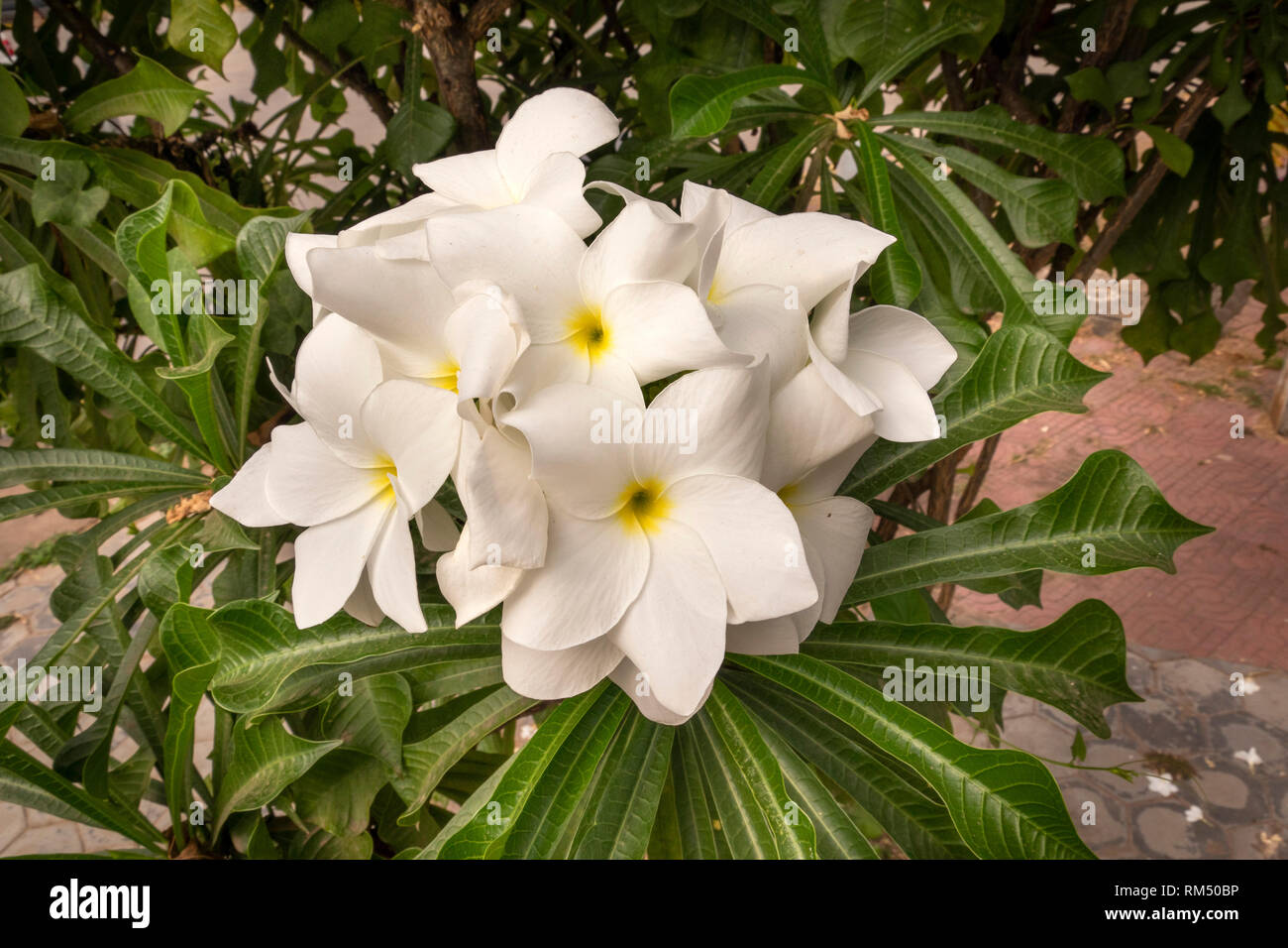 Cambogia, Kampot Provincia, Kampot, bianco fiori di frangipani, Plumeria Alba è una specie del genere Plumeria (Apocynaceae Foto Stock