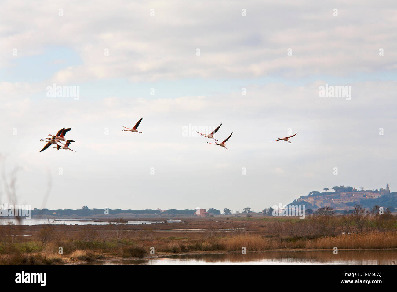 Fenicotteri rosa volano, Riserva Naturale di Diaccia Botrona, palude, Castiglione della Pescaia, in provincia di Grosseto, Toscana, Italia, Europa Foto Stock