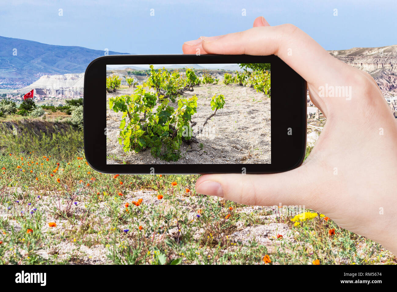 Concetto di viaggio - fotografie turistiche di uve bush nel giardino vicino al villaggio di Goreme in Cappadocia sullo smartphone in Turchia in primavera Foto Stock