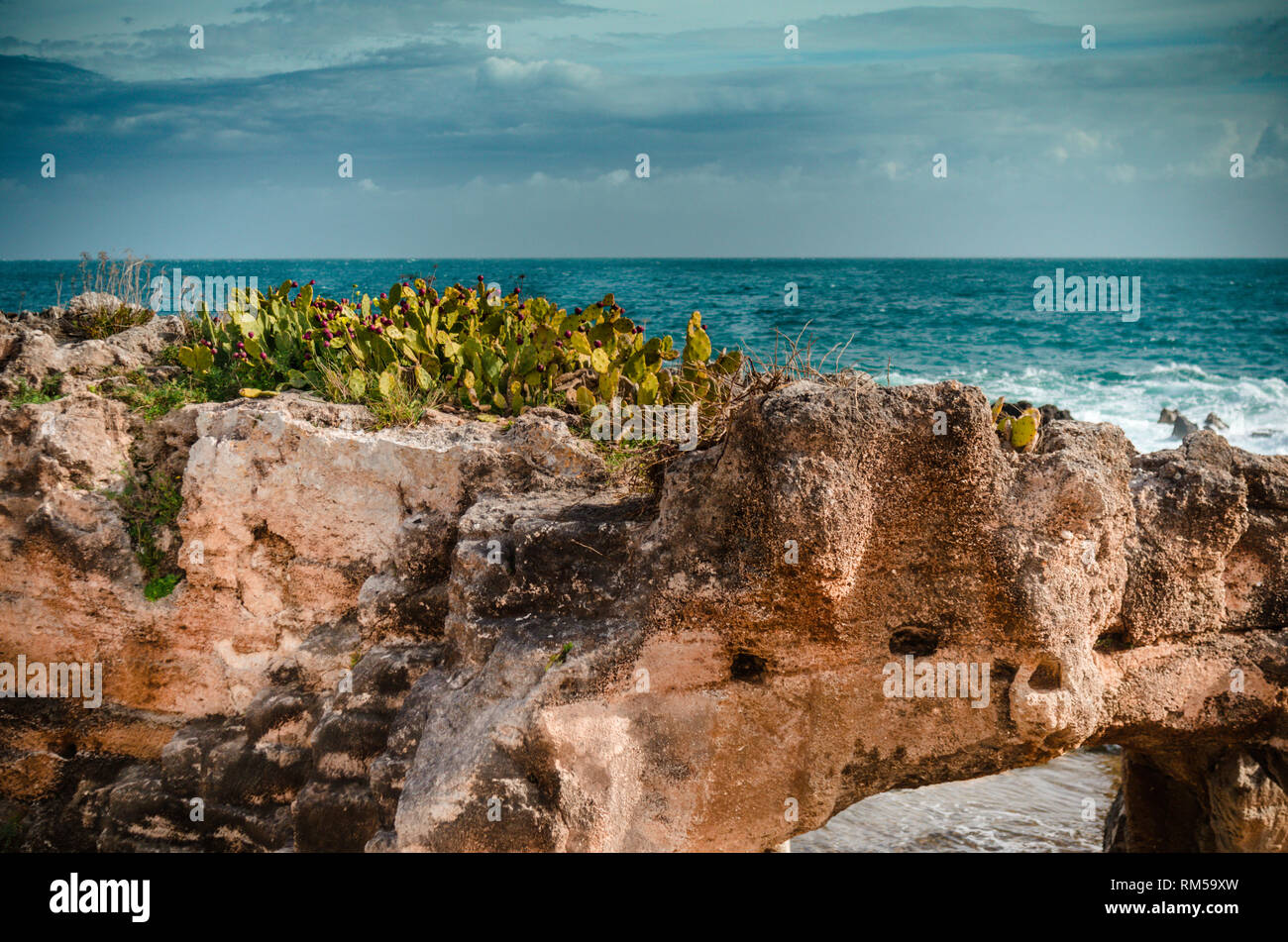 Cactus verde in una roccia lungo la costa Foto Stock
