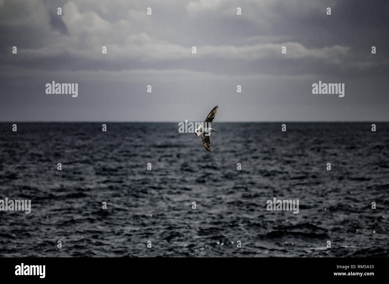 Seagull vola gratis Foto Stock