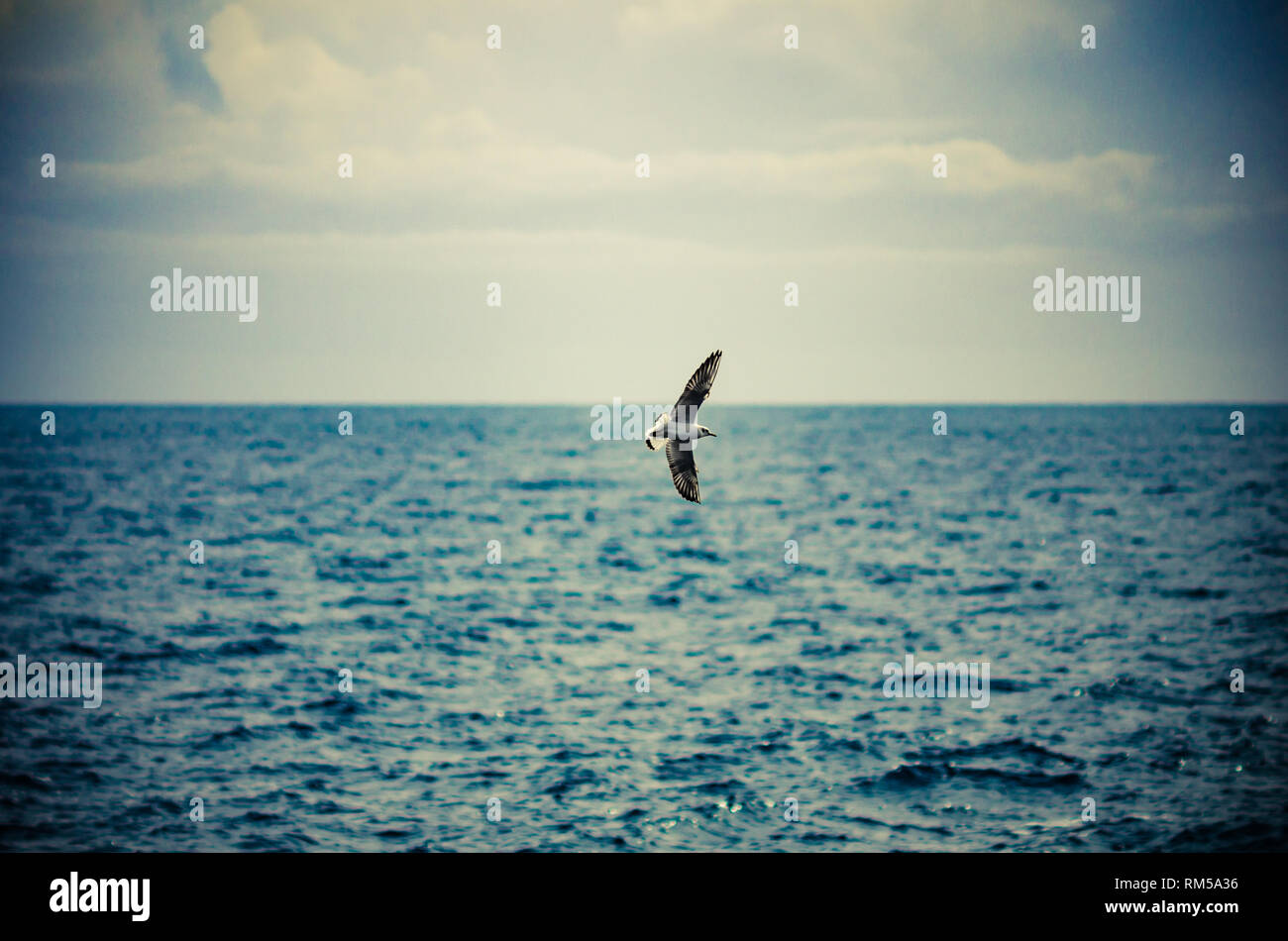 Seagull vola gratis Foto Stock