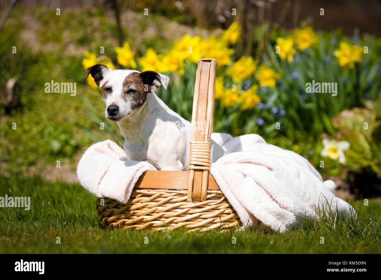 Jack Russell Terrier in basket Foto Stock