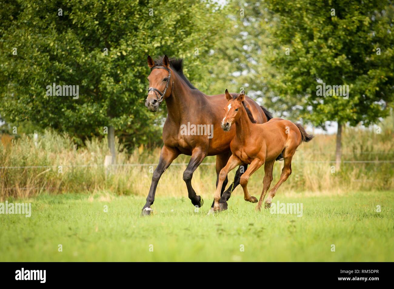 cavalla con puledro Foto Stock