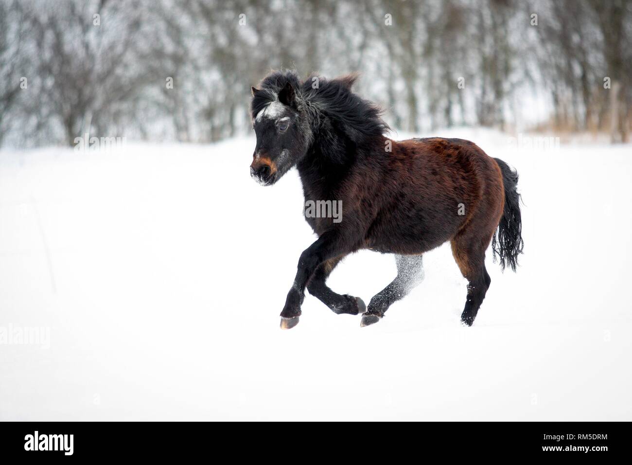 Esecuzione di Exmoor Pony Foto Stock