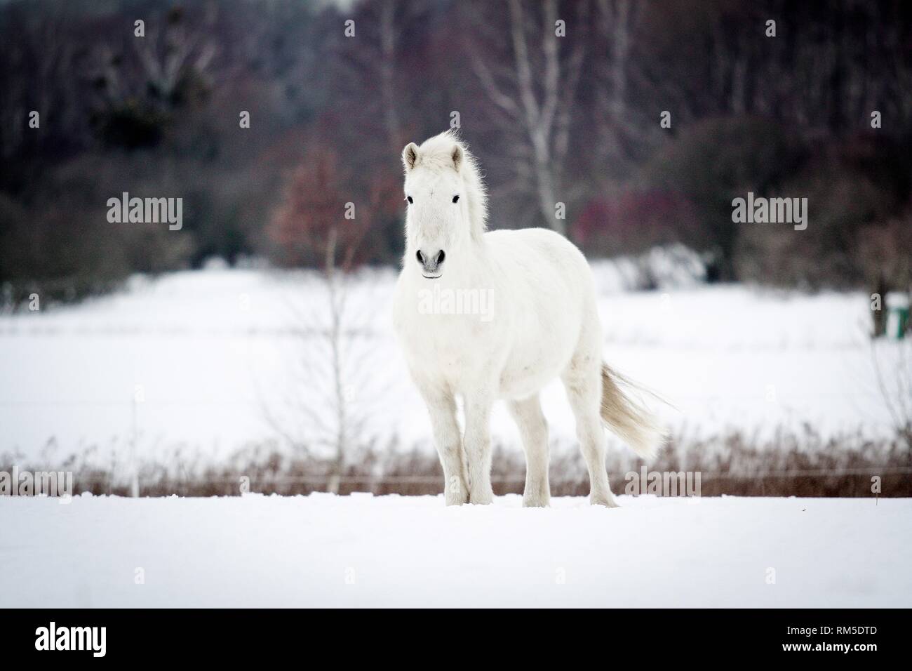 Cavalli islandesi nella neve Foto Stock