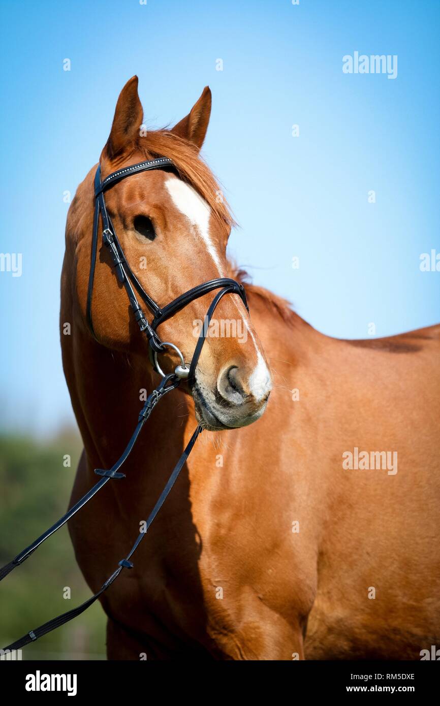 One-eyed cavallo Foto Stock