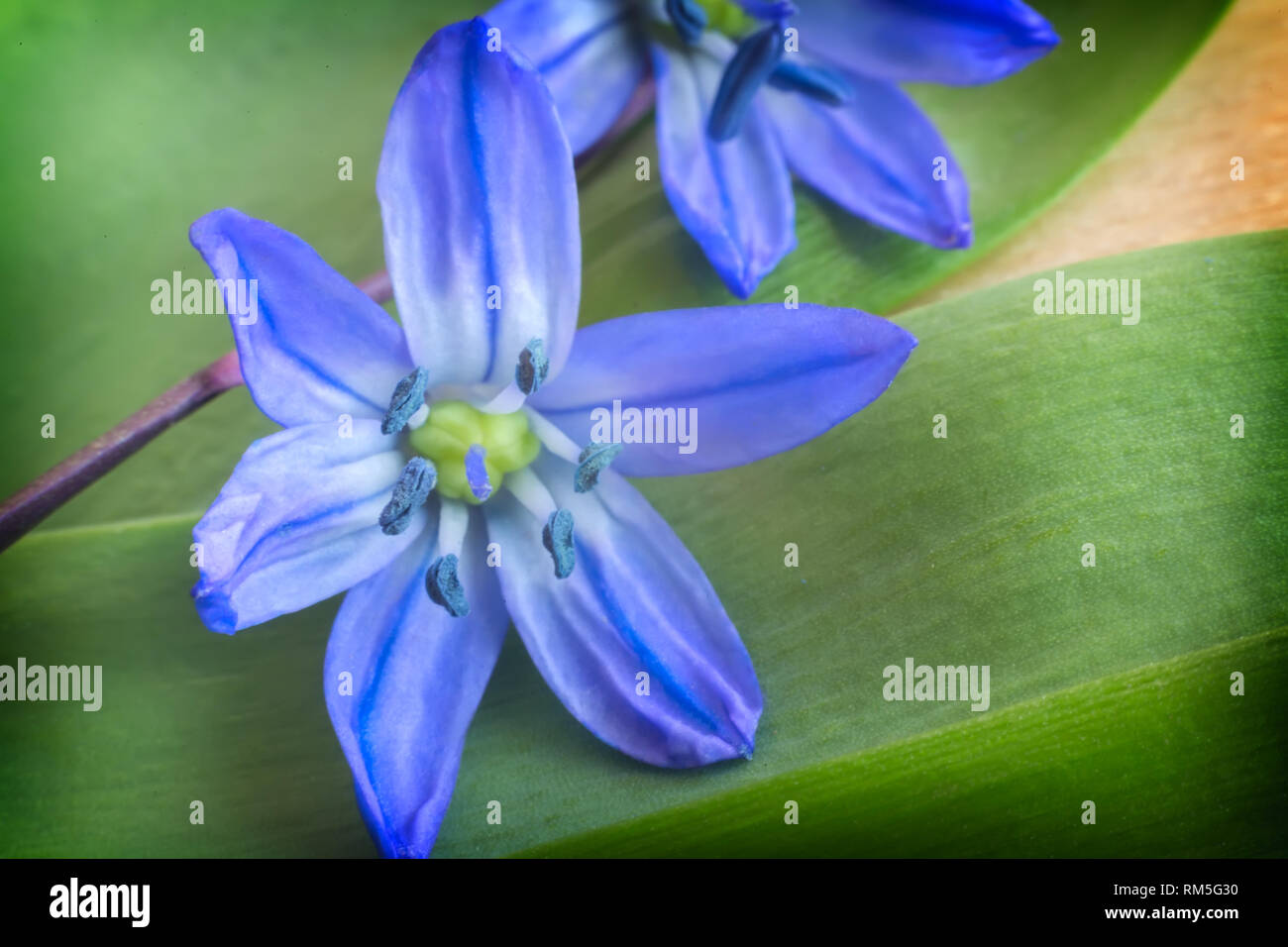 Poco modesto violette morbida di colore blu. Presenta closeup. Foto Stock