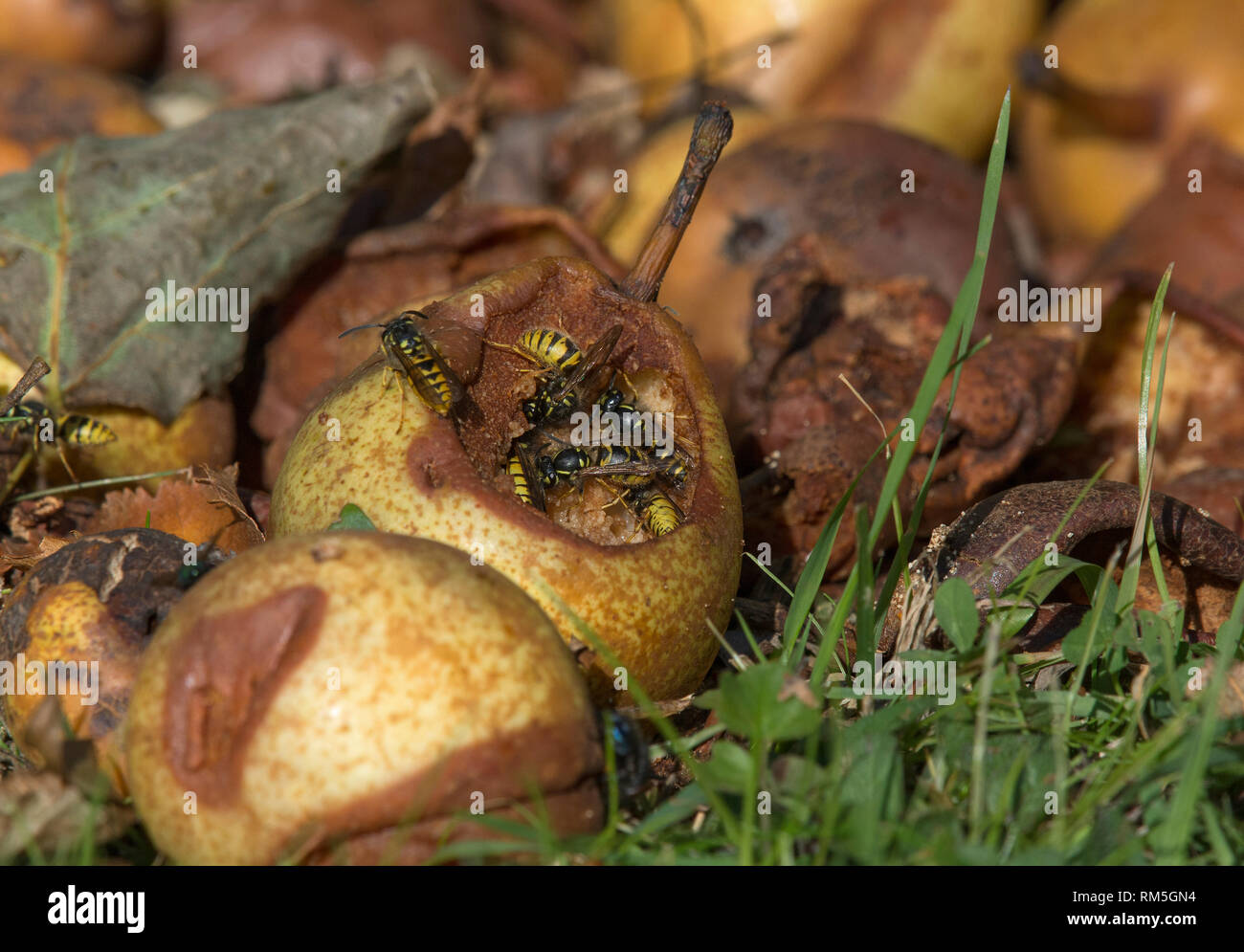 Marciume pera di essere mangiato da vespe, Lancashire, Regno Unito Foto Stock