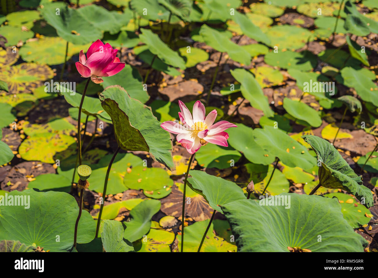 Rosa fiore di loto in lotus lago sotto il sole cocente Foto Stock