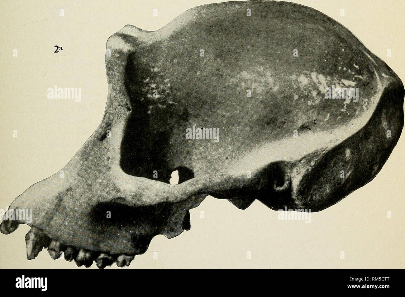 . Relazione annuale del consiglio di amministrazione di Regents dello Smithsonian Institution. Smithsonian Institution; Smithsonian Institution. Archivi; scoperte nel campo della scienza. la. Pithecanthropus erectus, Dubois, zucchetto, dal lato sinistro, dopo una fotografia. Una metà dimensione naturale. 26. Anthropopithecus troglodytes, Gmelin, cranio, dal lato sinistro, dopo una fotografia. Due terzi di dimensioni naturali.. Si prega di notare che queste immagini vengono estratte dalla pagina sottoposta a scansione di immagini che possono essere state migliorate digitalmente per la leggibilità - Colorazione e aspetto di queste illustrazioni potrebbero non perfettamente assomigliano al lavoro originale. Smith Foto Stock