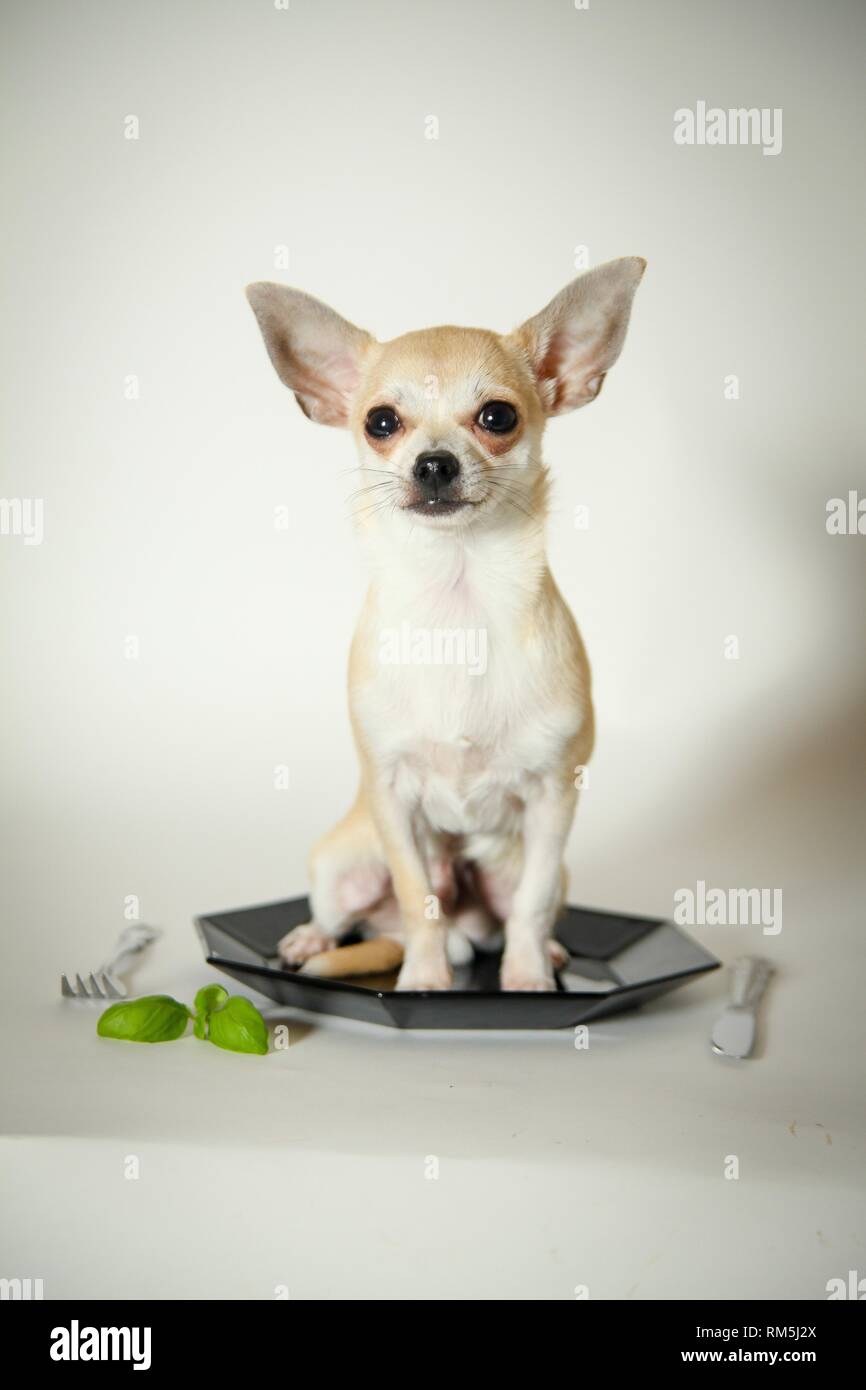 Chihuahua sitis sulla piastra Foto Stock