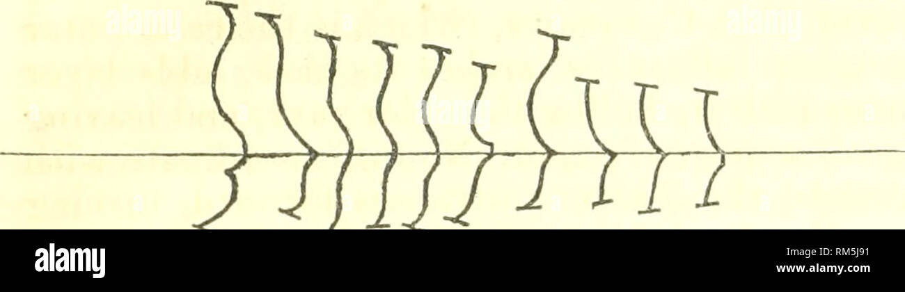 . Relazione annuale del consiglio di amministrazione di Regents dello Smithsonian Institution. Smithsonian Institution; Smithsonian Institution. Archivi; scoperte nel campo della scienza. 202 Lezioni sull aspetto di un rinforzo ruotata in modo errato-così ?-^-^ ; un ottimo specifica distinzione, se non esemplari intermedi era stata trovata. Una serie di margini di coperta, appartenenti a questa e le seguenti specie, sarà trovato rappresentata sulla piastra 8 della British Association relazione, figg. 1/., Sg. Fig. 2. Il miglior mezzo di distinguere i n g la specie di pantofola- patelle da ogni altro è stato trovato per essere Deck margini di Crepiilula arul Foto Stock