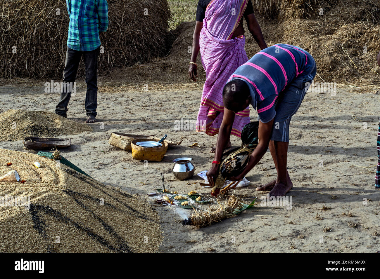 Agricoltore la preparazione di sacrificio di gallina sul primo giorno di raccolta, Andhra Pradesh, India, Asia Foto Stock