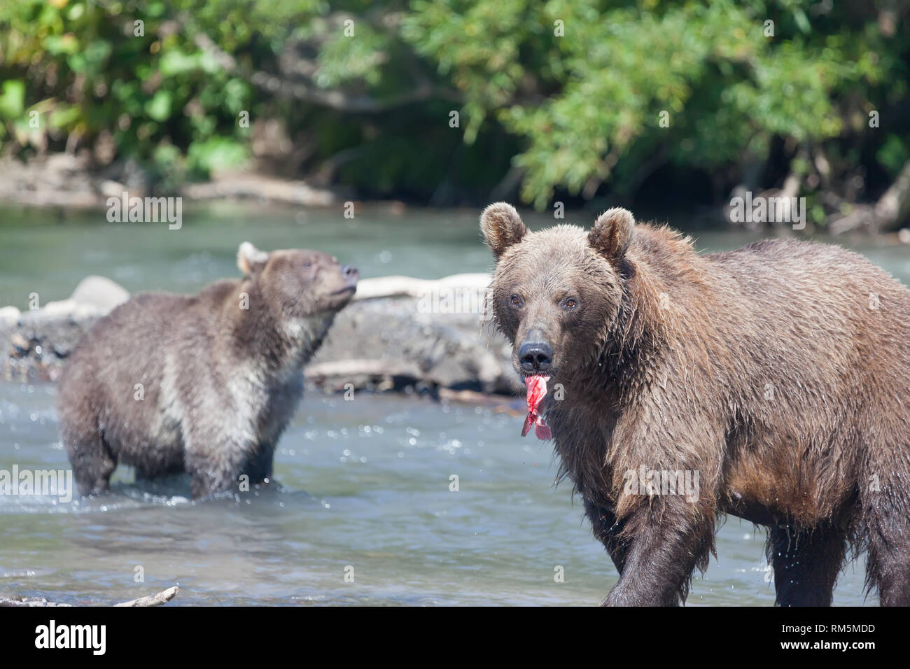 Due orsi grizzly pesca in fiume in estate. L'orso detiene il pesce rosso Salmone. Foto Stock