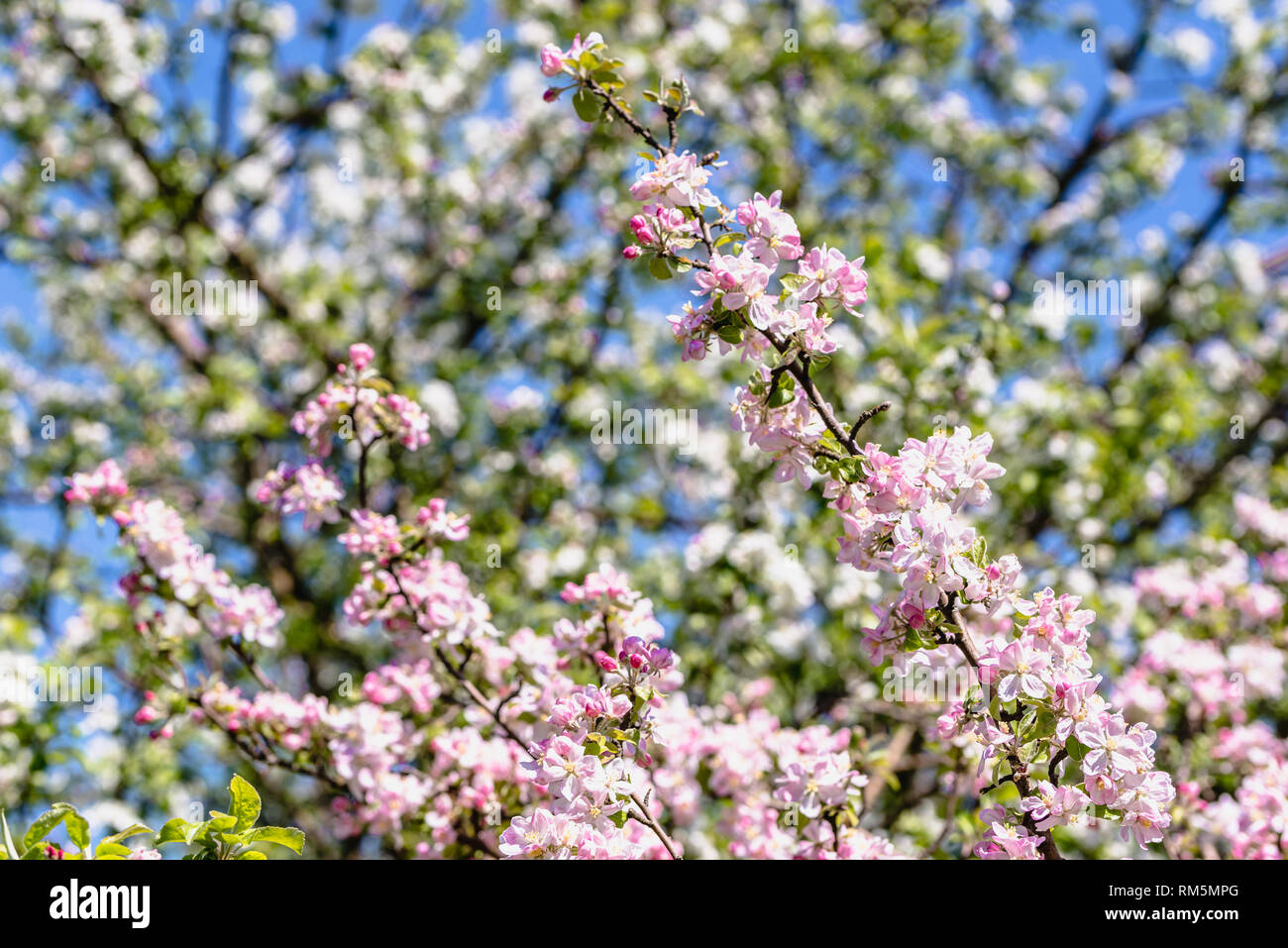 Fiore di Ciliegio, fiore di primavera in rosa fioritura ramo con fiori di sakura Foto Stock