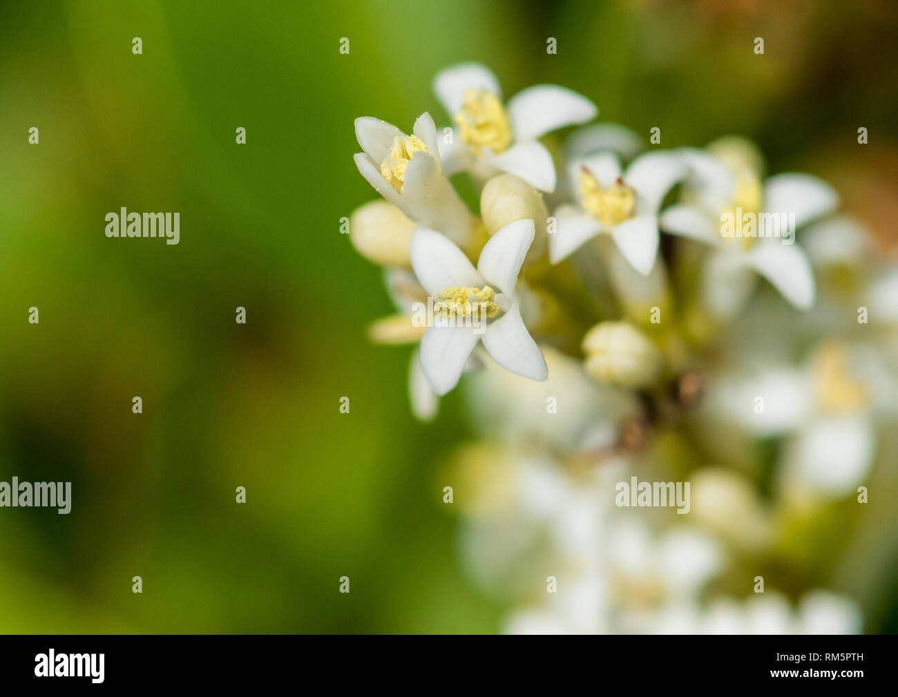 Una macro shot del delicato fiorisce da una siepe ligustro. Foto Stock