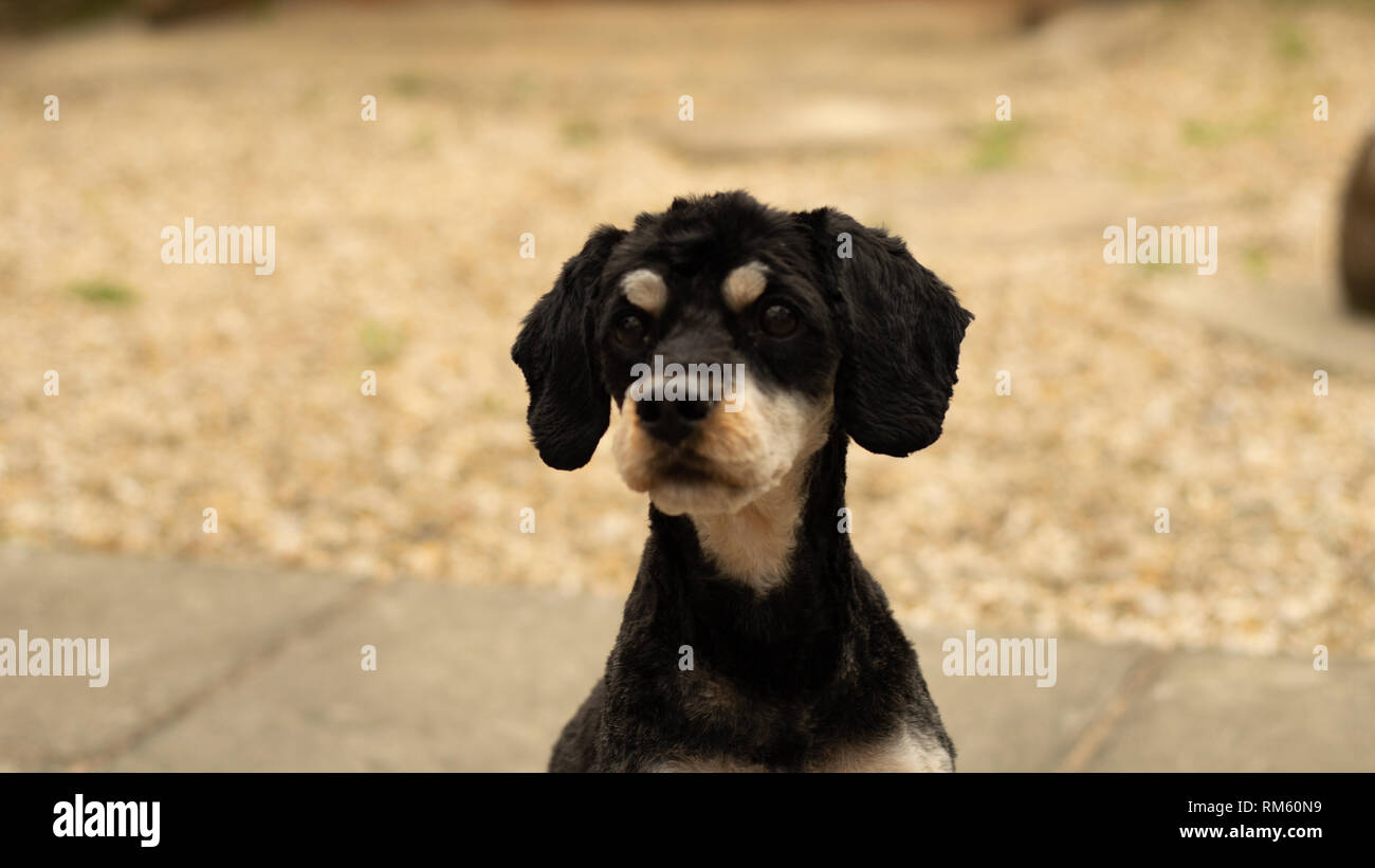 Nacho, il Cavapoo mostra il suo brevissimo scarto in cantiere Foto Stock