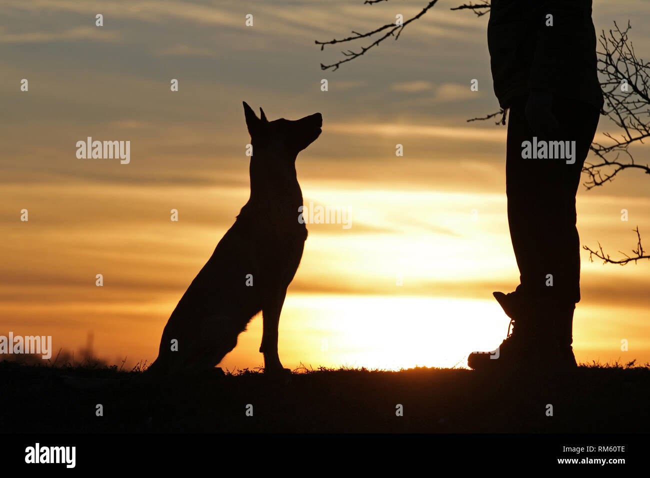 Pastore belga Malinois cane sullo sfondo di un bel tramonto Foto Stock