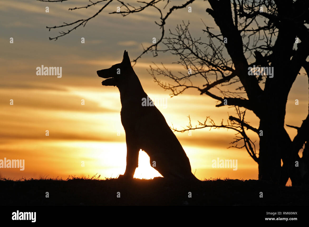Pastore belga Malinois cane sullo sfondo di un bel tramonto Foto Stock