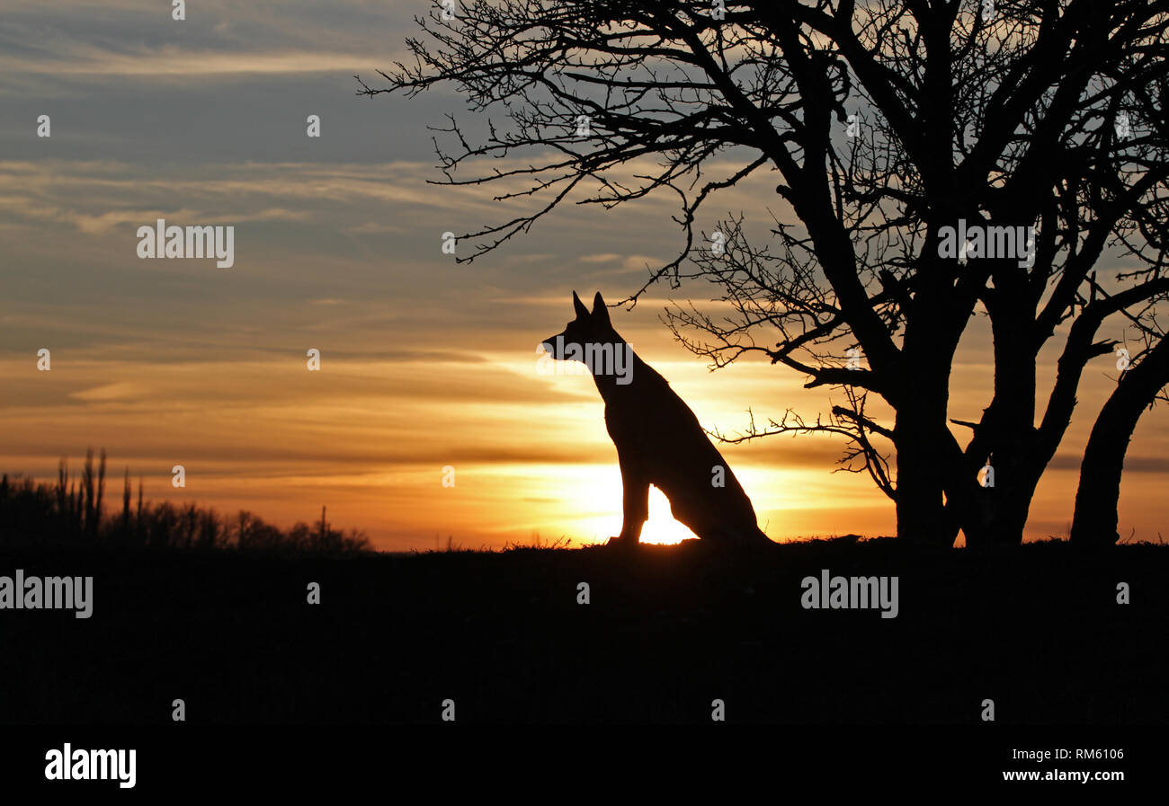 Pastore belga Malinois cane sullo sfondo di un bel tramonto Foto Stock