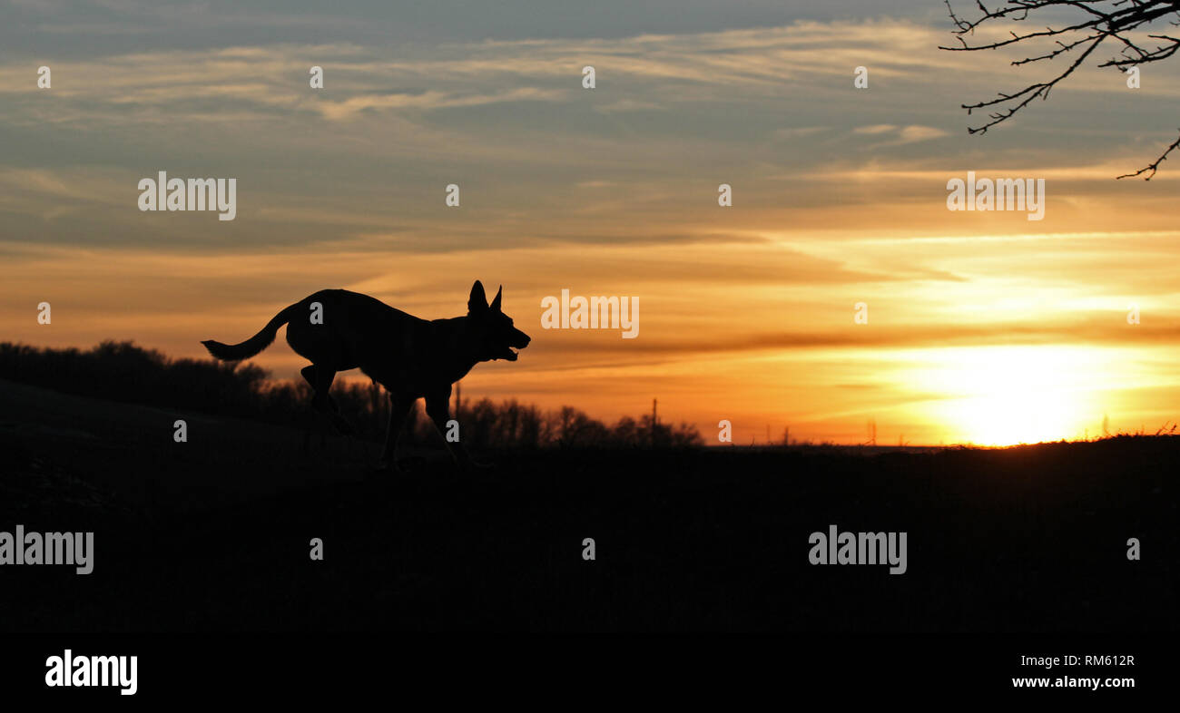 Pastore belga Malinois cane sullo sfondo di un bel tramonto Foto Stock