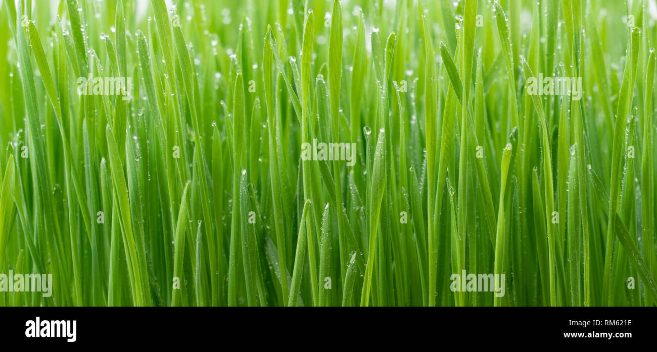 Fresco verde erba di frumento impianto Foto Stock