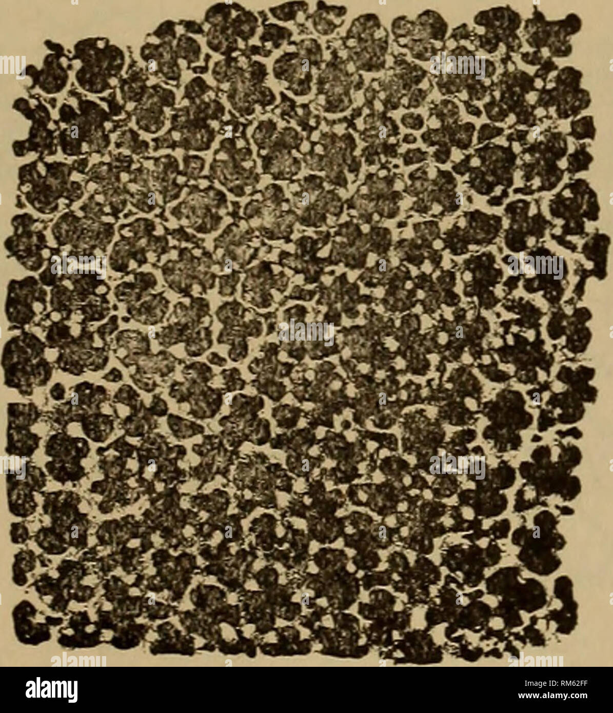 . Relazione annuale del Regents. Museo Statale di New York; la scienza. Generi della ]N'orth American Paleozoico briozoi. 585 strati di crescita; raramente, parassita generalmente libero con un radiately e concentricamente epitheca striato sul lato inferiore ; tipicamente composta secondo l età di da uno a molti subequal parti, ciascuna parte leggermente convessa, la cella con aperture di dimensioni crescenti andando da i loro margini di profitto per i loro centri; tubi di cella con molto infre- successivamente diaframmi e più numerosi cystiphragms; mesopori numerosi, strettamente tabulate ; superficie con nodi spiniform. 1883.) Atacioporella, Ulrich. (Jo Foto Stock