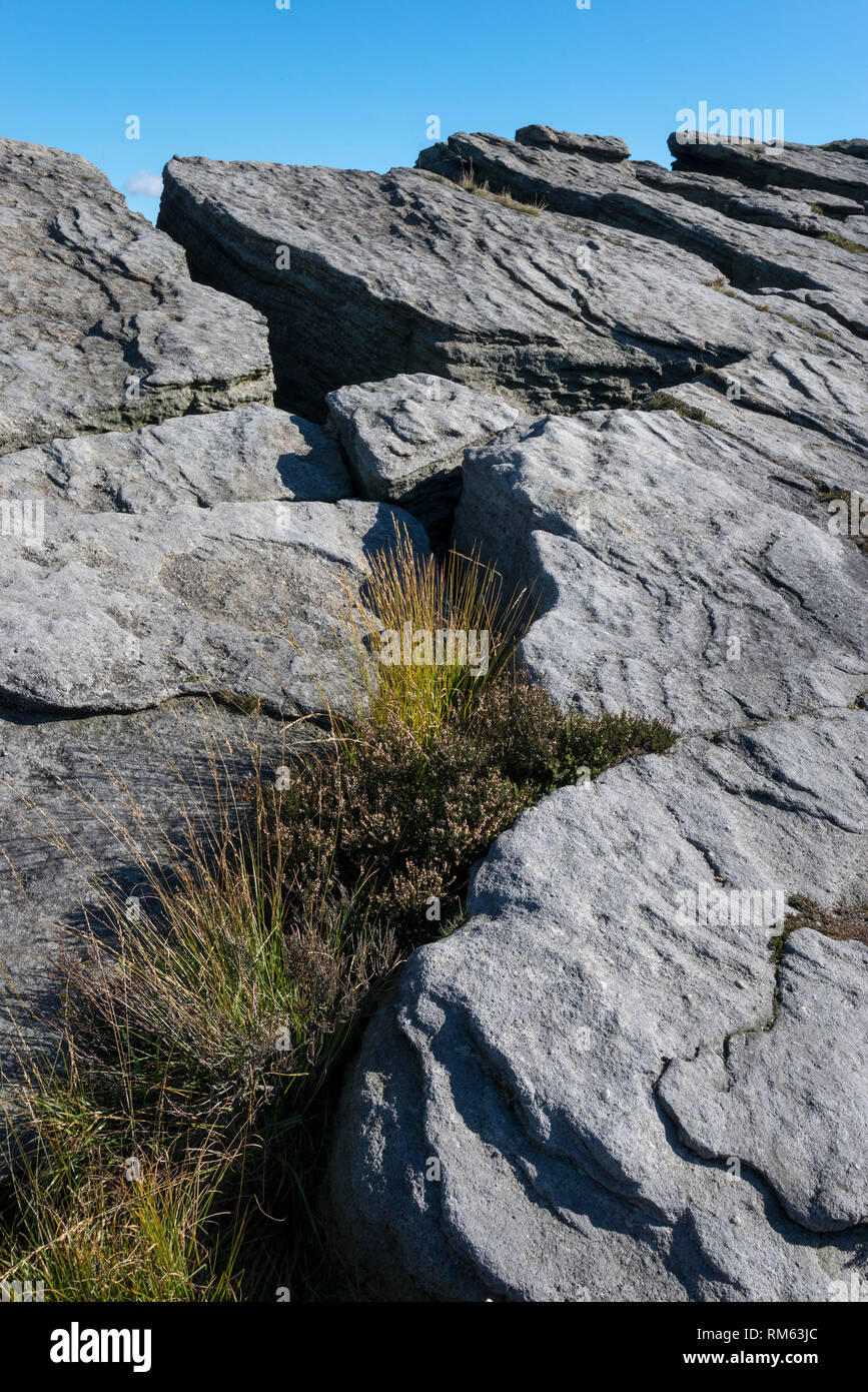 Inerbimento tra rocce gritstone su Wimberry Moss sulle colline intorno alla colomba serbatoio di pietra, Greenfield, Greater Manchester, Inghilterra. Foto Stock