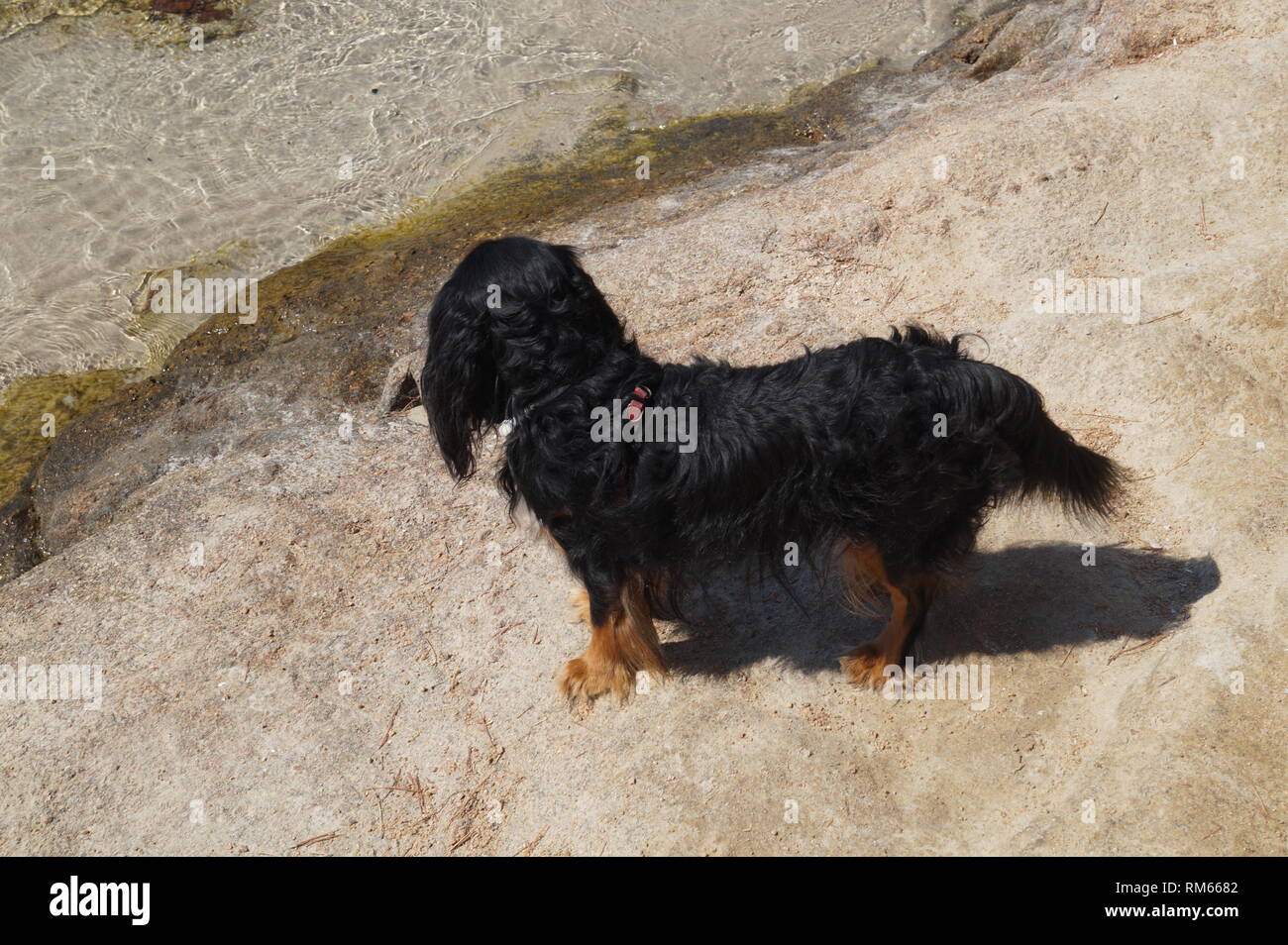 Cane sulla spiaggia di Palombaggia, Sud Corsica, Francia Foto Stock