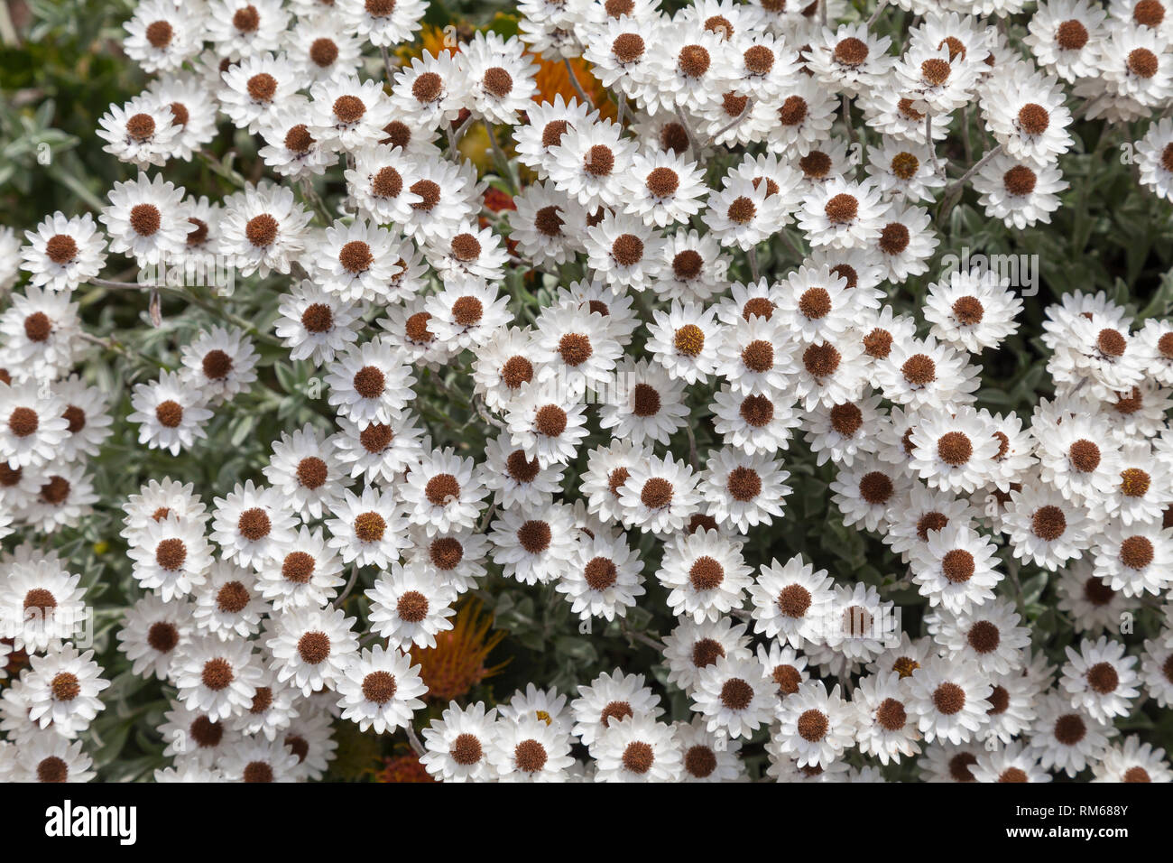 Bianco fiori eterni, Syncarpha argyropsis, una molla fioritura fynbos specie da Western Cape, Sud Africa. Fiori cartacei Foto Stock